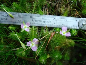 Mayaca fluviatilis Stream Bogmoss