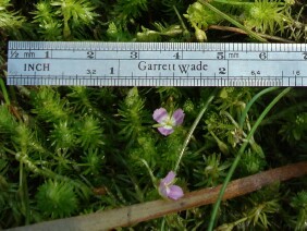 Mayaca fluviatilis Stream Bogmoss