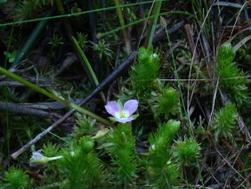 Mayaca fluviatilis Stream Bogmoss