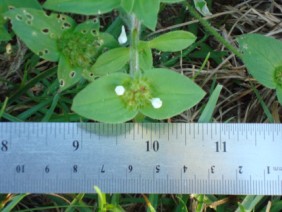 Richardia scabra Mexican-clover