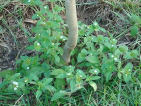 Richardia scabra Mexican-clover