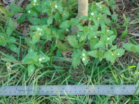 Richardia scabra Mexican-clover