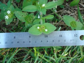 Richardia scabra Mexican-clover