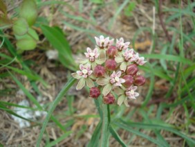 Asclepias michauxii Michaux's Milkweed