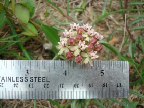 Asclepias michauxii Michaux's Milkweed