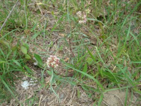 Asclepias michauxii Michaux's Milkweed