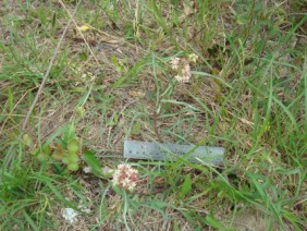 Asclepias michauxii Michaux's Milkweed