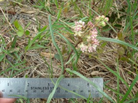 Asclepias michauxii Michaux's Milkweed