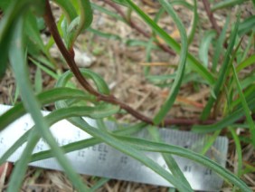 Asclepias michauxii Michaux's Milkweed