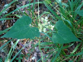 Mikania cordifolia Florida Keys Hempvine