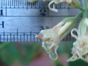 Mikania cordifolia Florida Keys Hempvine