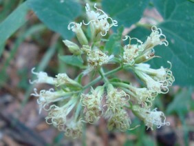 Mikania cordifolia Florida Keys Hempvine