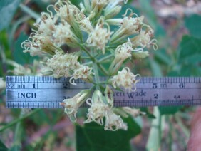 Mikania cordifolia Florida Keys Hempvine