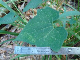 Mikania cordifolia Florida Keys Hempvine