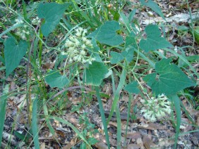 Mikania cordifolia Florida Keys Hempvine