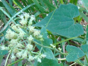 Mikania cordifolia Florida Keys Hempvine