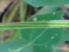 Mikania cordifolia Florida Keys Hempvine