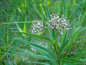 Asclepias longifolia Longleaf Milkweed