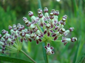 Asclepias longifolia Longleaf Milkweed