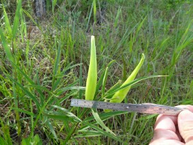 Asclepias longifolia Longleaf Milkweed