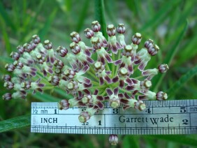 Asclepias longifolia Longleaf Milkweed