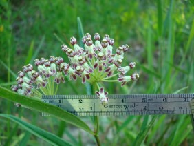 Asclepias longifolia Longleaf Milkweed