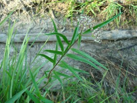 Asclepias longifolia Longleaf Milkweed