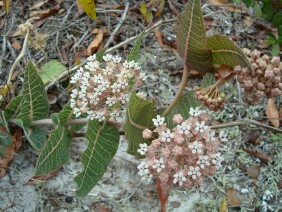 Asclepias humistrata Sandhill Milkweed