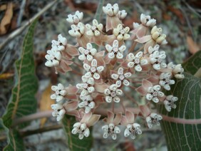 Asclepias humistrata Sandhill Milkweed