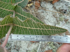 Asclepias humistrata Sandhill Milkweed