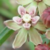 Michaux's Milkweed