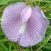 Butterfly Pea