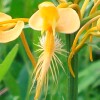 Yellow Fringed Orchid