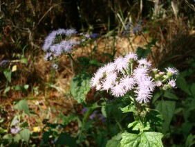 Eupatorium coelestinum Mistflower