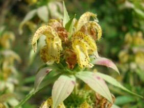 Monarda punctata Spotted Beebalm