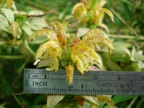 Monarda punctata Spotted Beebalm