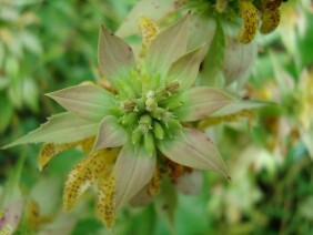 Monarda punctata Spotted Beebalm