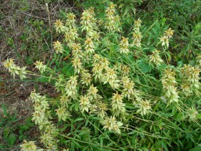 Monarda punctata Spotted Beebalm