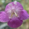 Slenderleaf False Foxglove