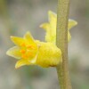 Yellow Colicroot