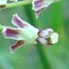 Longleaf Milkweed