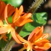 Butterfly Milkweed