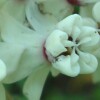 Redring Milkweed