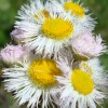 Daisy Fleabane