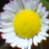 Daisy Fleabane