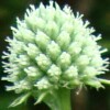 Rattlesnake Master