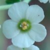 False Flowering Spurge