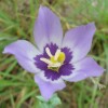 Catchfly Prairie Gentian