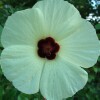 Pineland Hibiscus