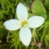 Roundleaf Bluet